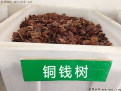 銅錢樹(shù)種子