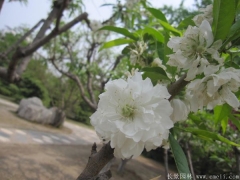 全國(guó)這里櫻花樹(shù)苗價(jià)格很低，不怕你比較