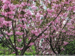 櫻花樹(shù)苗多少錢(qián)一棵，來(lái)長(zhǎng)景園林看看