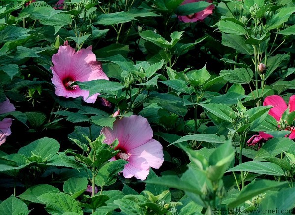 大花秋葵種子發(fā)芽出苗開花圖片