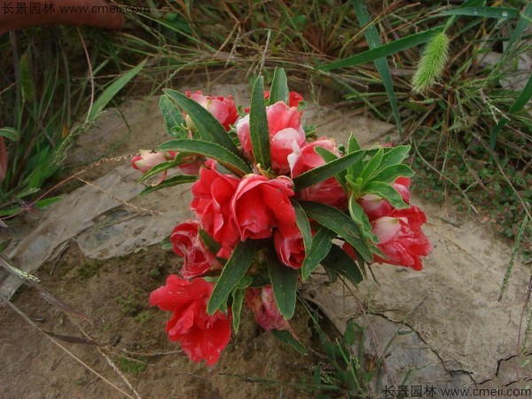 鳳仙花種子發(fā)芽出苗開花圖片