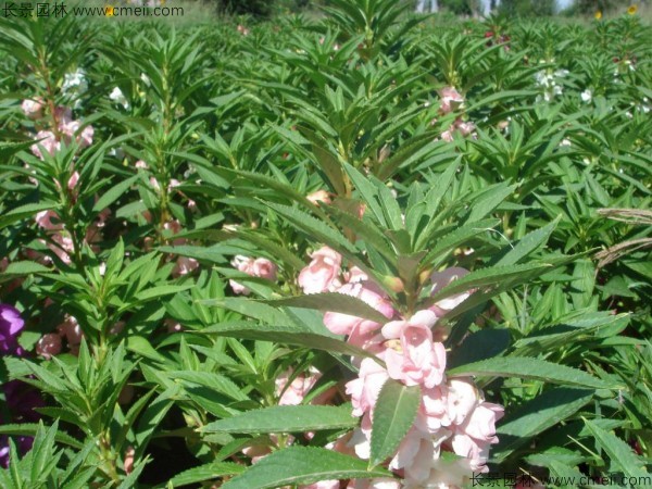 鳳仙花種子發(fā)芽出苗開花圖片