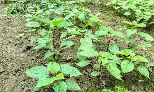 珙桐種子發(fā)芽出苗圖片