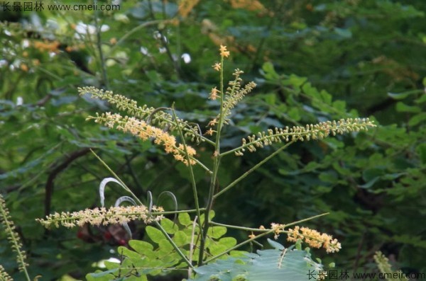 紅豆樹開花圖片