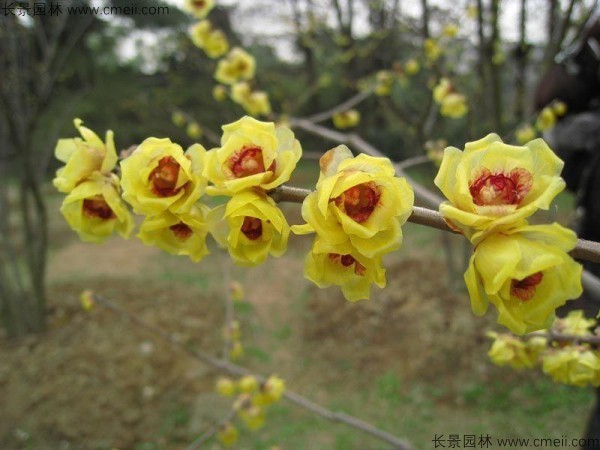 臘梅開(kāi)花圖片