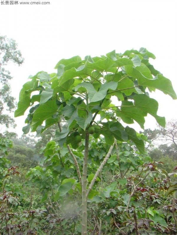 麻瘋樹(shù)種子發(fā)芽出苗圖片