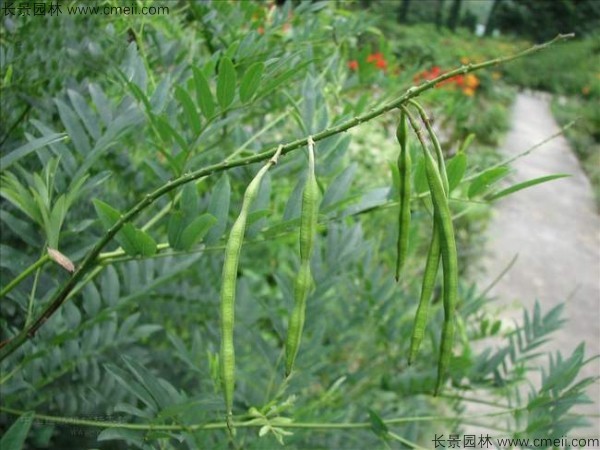 苦參種子發(fā)芽出苗圖片