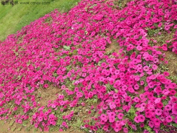 牽?；ǚN子發(fā)芽出苗開(kāi)花圖片