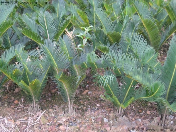 鐵樹(shù)種子發(fā)芽出苗圖片