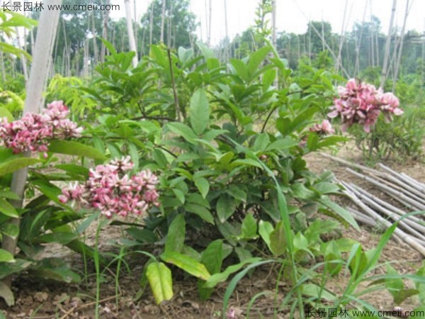 油麻藤開(kāi)花樹(shù)葉樹(shù)藤圖片