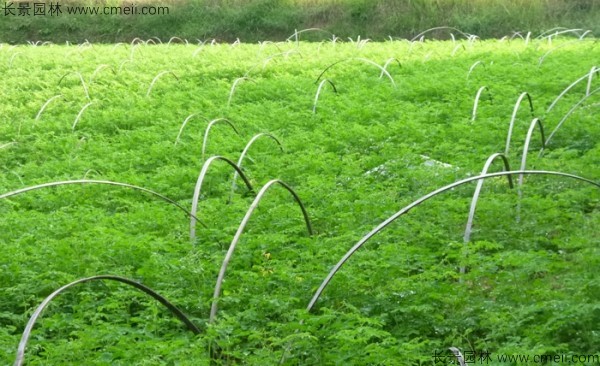 辣木樹(shù)種子發(fā)芽出苗圖片