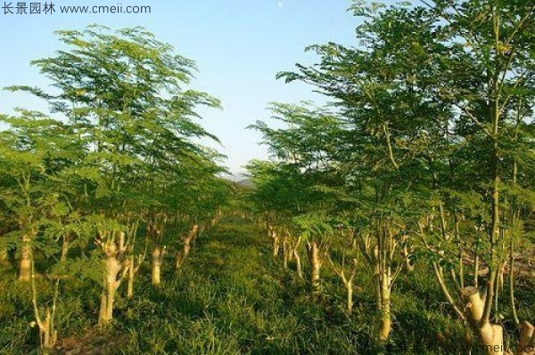 辣木樹(shù)種子發(fā)芽出苗圖片