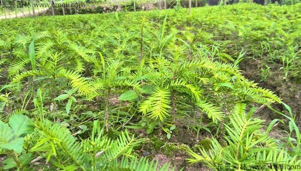 香榧種子發(fā)芽出苗圖片