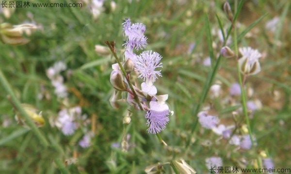 遠志種子發(fā)芽出苗開花圖片