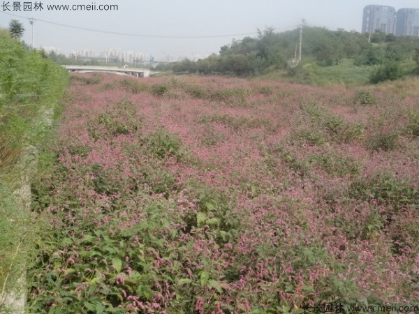 水紅花種子發(fā)芽出苗開(kāi)花圖片