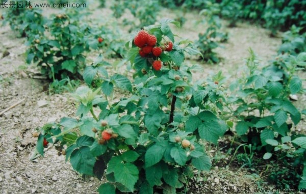 樹莓種子發(fā)芽出苗圖片