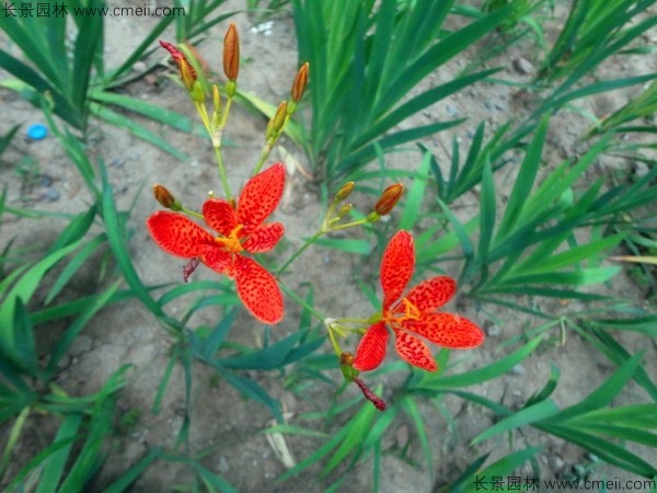 射干種子發(fā)芽出苗開花圖片