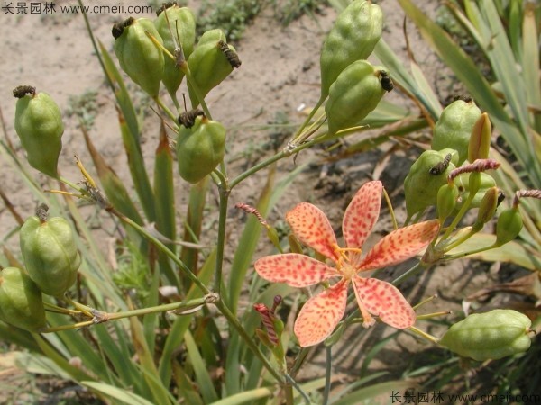 射干種子發(fā)芽出苗開花圖片