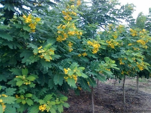 黃花槐種子發(fā)芽出苗開花圖片