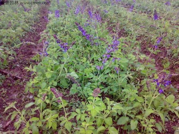 丹參種子發(fā)芽出苗開花圖片