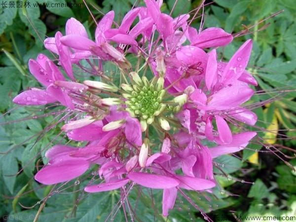 醉蝶花種子發(fā)芽出苗開花圖片