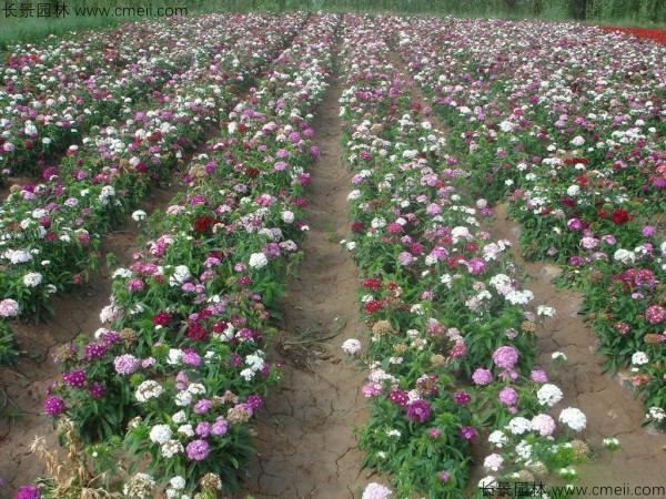 康乃馨種子發(fā)芽出苗開花圖片