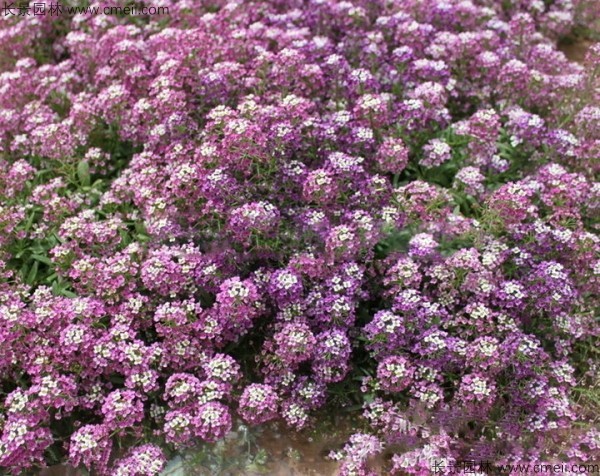 香雪球種子發(fā)芽出苗開(kāi)花圖片