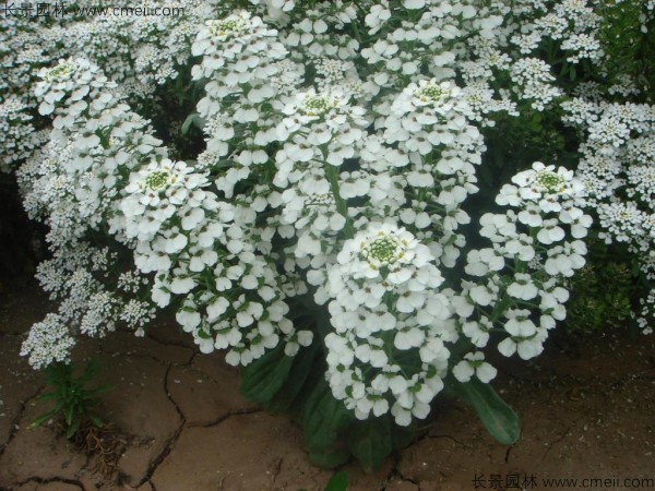 蜂室花種子發(fā)芽出苗開(kāi)花圖片