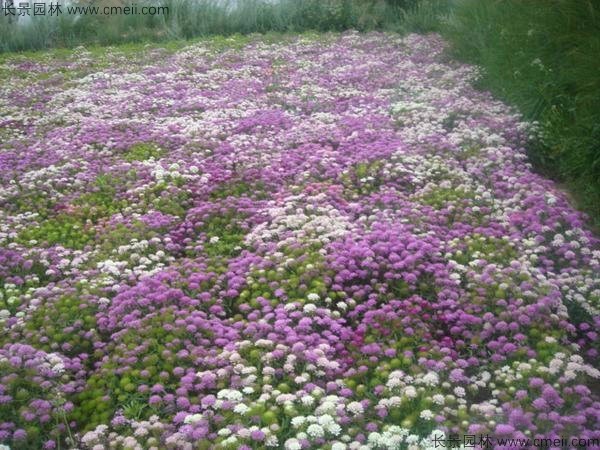 蜂室花種子發(fā)芽出苗開花圖片