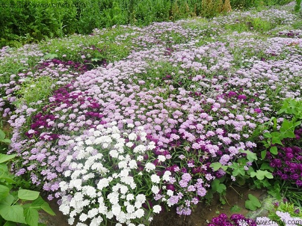 蜂室花種子發(fā)芽出苗開花圖片