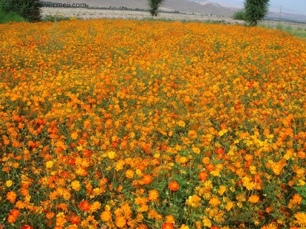 硫化菊種子發(fā)芽出苗開花圖片