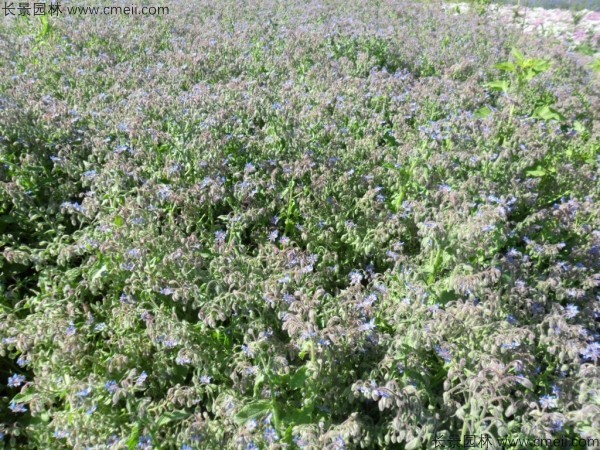 琉璃苣種子發(fā)芽出苗開(kāi)花圖片