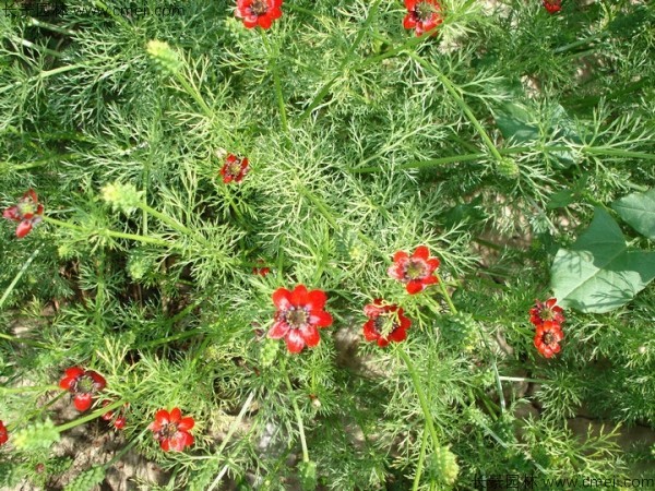 茼蒿菊種子發(fā)芽出苗開(kāi)花圖片