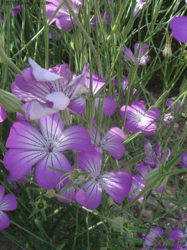 麥仙翁種子發(fā)芽出苗開(kāi)花圖片