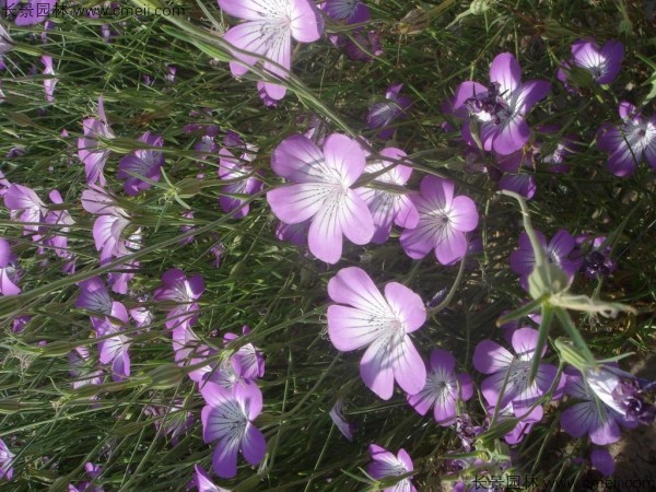 麥仙翁種子發(fā)芽出苗開(kāi)花圖片