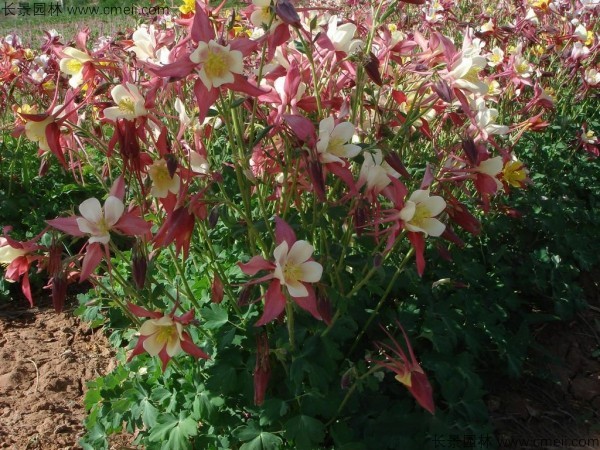 小花耬斗菜種子發(fā)芽出苗開花圖片