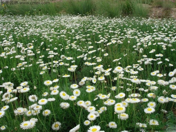 永生菊種子發(fā)芽出苗開花圖片