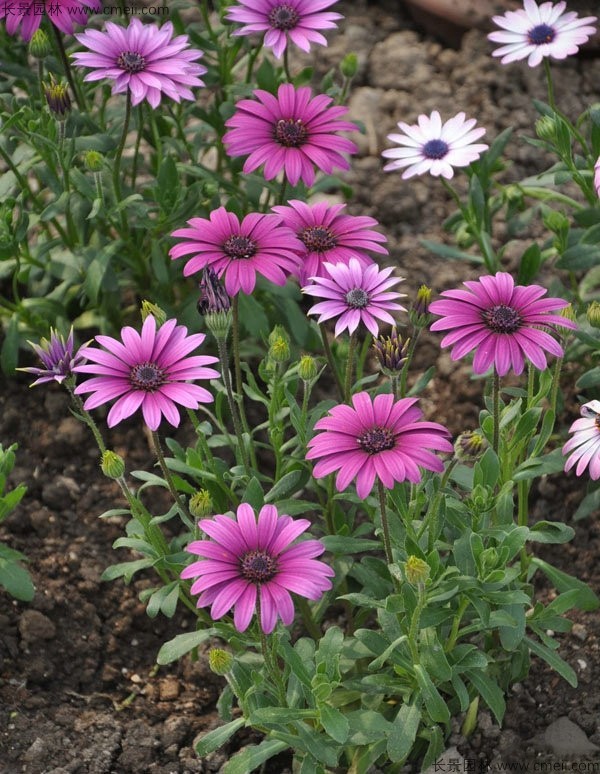 非洲萬壽菊種子發(fā)芽出苗開花圖片