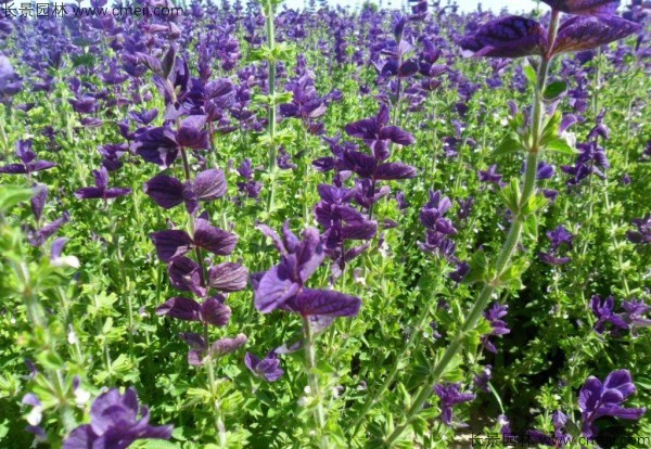 藍(lán)花鼠尾草種子發(fā)芽出苗開花圖片