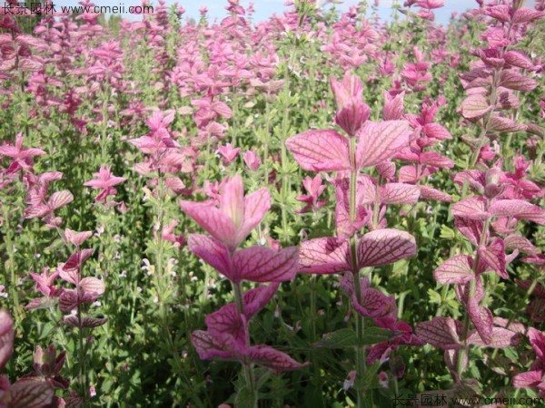 粉花鼠尾草種子發(fā)芽出苗開(kāi)花圖片