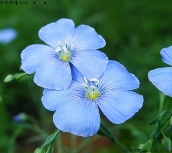 黃金亞麻種子發(fā)芽出苗開(kāi)花圖片