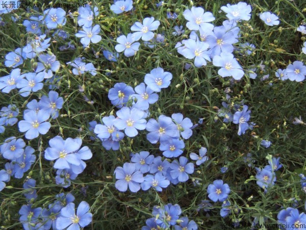 黃金亞麻種子發(fā)芽出苗開(kāi)花圖片