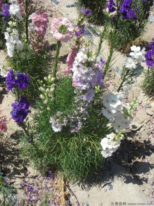 飛燕草種子發(fā)芽出苗開(kāi)花圖片