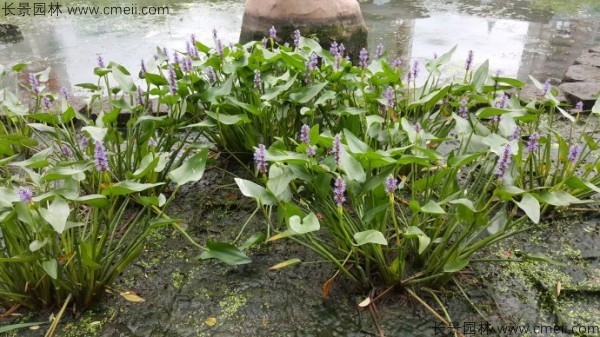 梭魚(yú)草種子發(fā)芽出苗開(kāi)花圖片