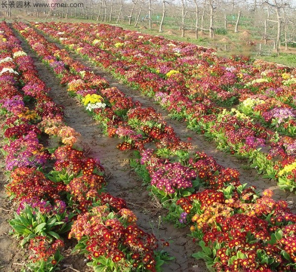 歐洲報春種子發(fā)芽出苗開花圖片