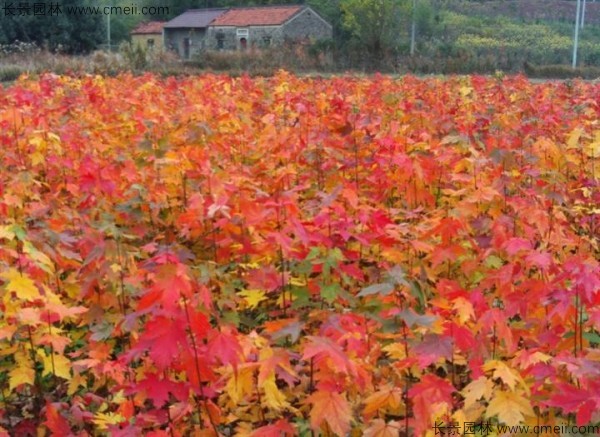 美國(guó)紅楓種子發(fā)芽出苗圖片