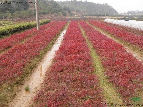 紅天竹種子發(fā)芽出苗圖片