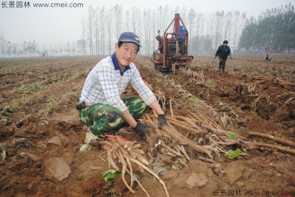 牛蒡種子發(fā)芽出苗圖片