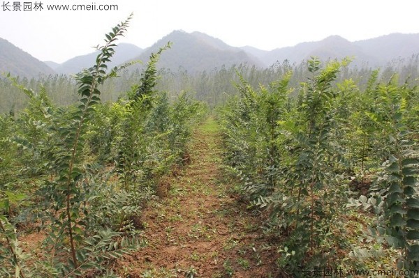 大葉樸樹種子發(fā)芽出苗圖片