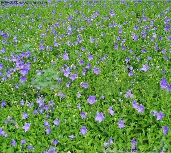 鈴鐺花種子發(fā)芽出苗開花圖片